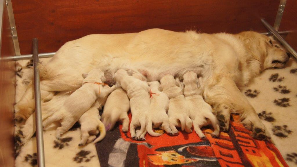 Met zijn allen lekker drinken. Hier zijn de pups een week oud.