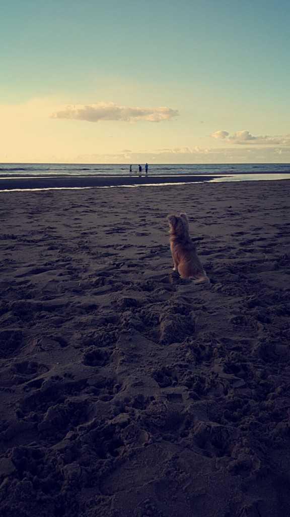 Kleine Senna op het grote strand.