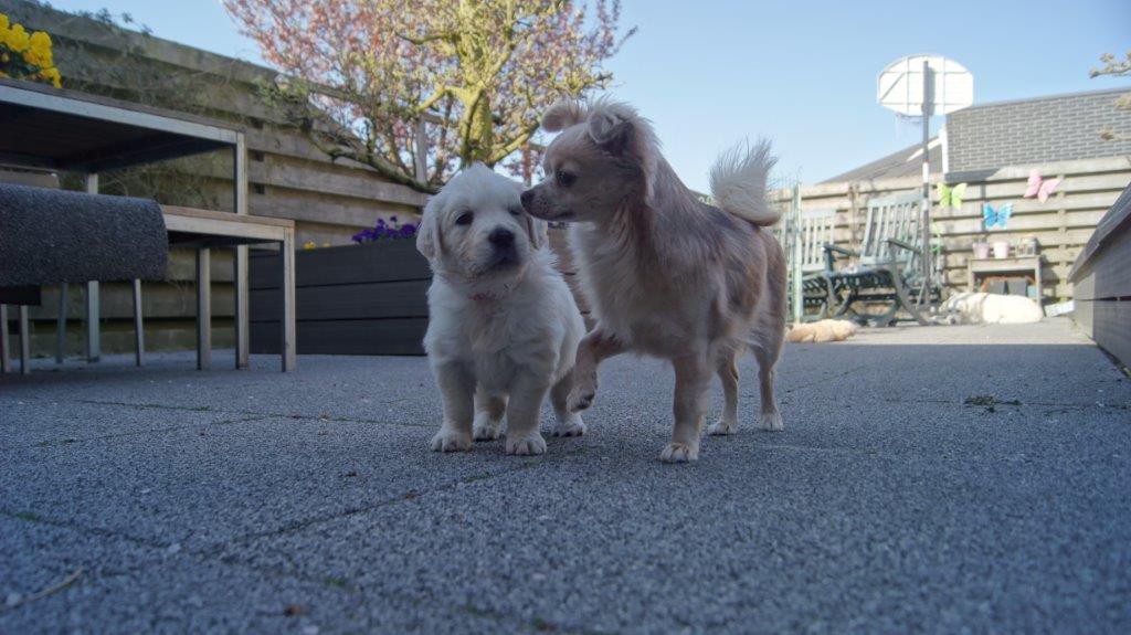 Senna en de pup spelen.